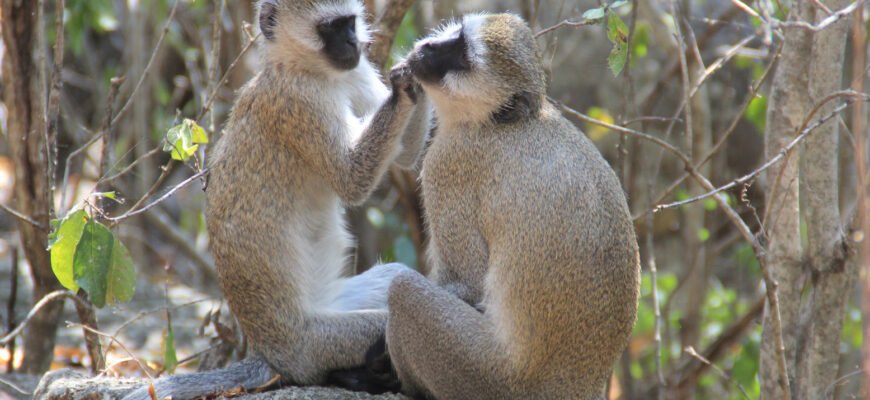 Ефективний домашній догляд за волоссям: поради та засоби для краси