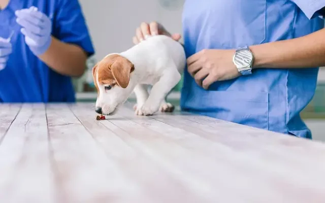 З якого віку безпечно давати Сімпаріка вашому улюбленцю: важливі поради