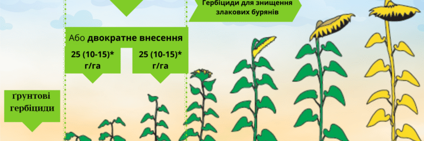 З якого віку давати солікокс кролям: поради та рекомендації експертів