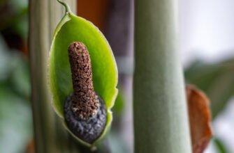 Комплексний догляд за замиокулькасом: поради для здорового росту