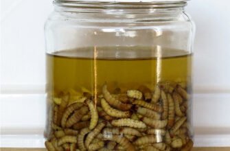 Як власноруч приготувати ефективну настоянку з воскової молі: покрокова інструкція
