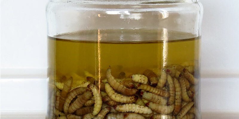 Як власноруч приготувати ефективну настоянку з воскової молі: покрокова інструкція