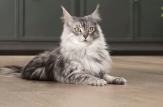 Шкірні захворювання у котів: симптоми та лікування