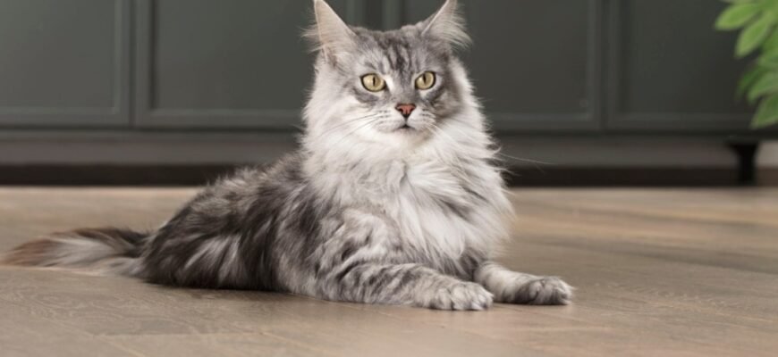 Шкірні захворювання у котів: симптоми та лікування