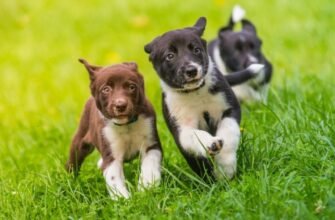 Етапи розвитку цуценяти: до якого віку ростуть собаки та норми ваги
