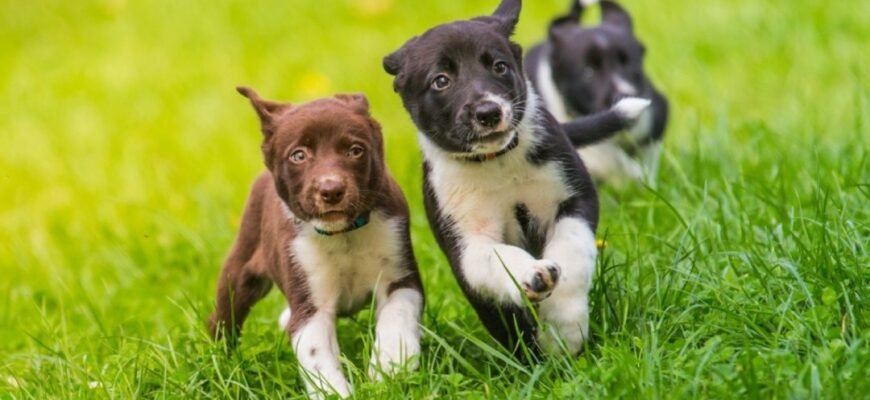 Етапи розвитку цуценяти: до якого віку ростуть собаки та норми ваги