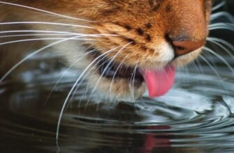 Ваша кішка і зневоднення