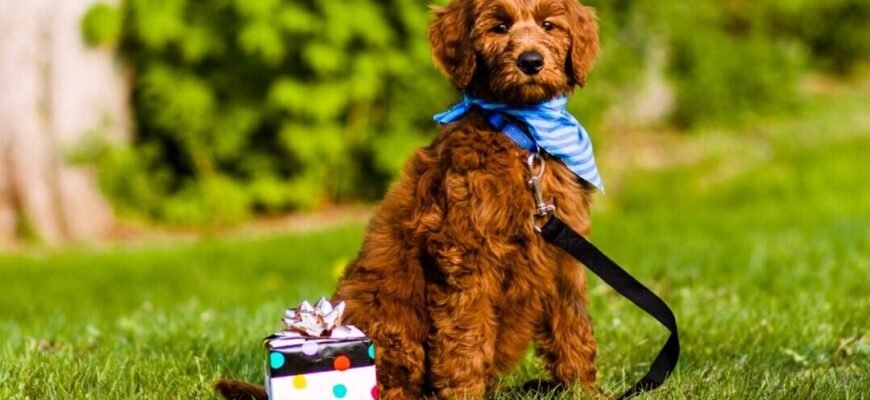 Як навчити цуценя команди “Сидіти”