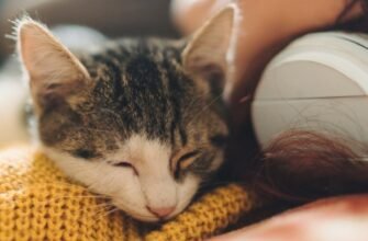 Чому коти сплять на людях: основні причини