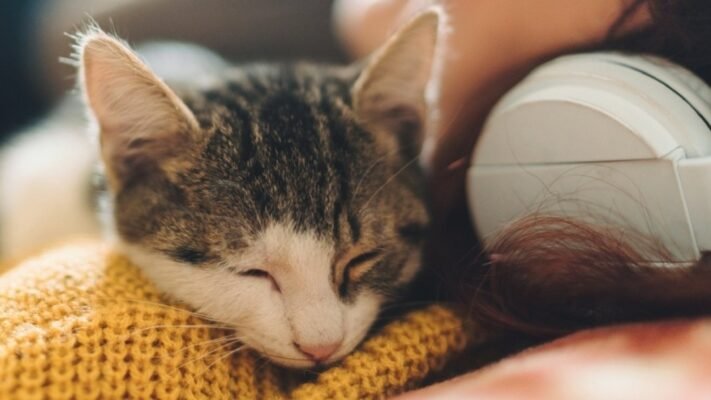 Чому коти сплять на людях: основні причини Чому коти сплять на людях: основні причини