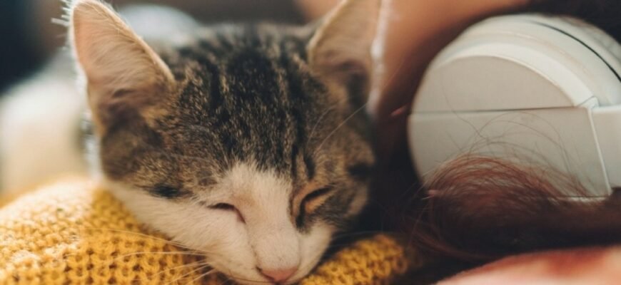 Чому коти сплять на людях: основні причини