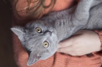 Алергія на шерсть кота: причини, симптоми та що робити