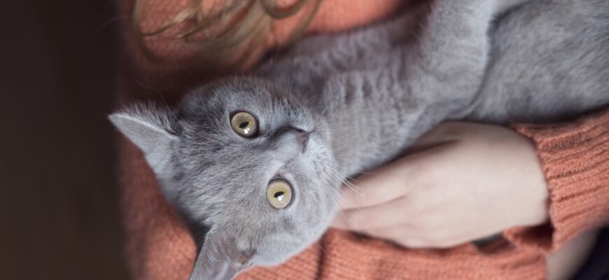 Алергія на шерсть кота: причини, симптоми та що робити