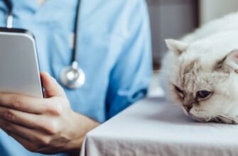 Кашель у кота: причини, симптоми та методи лікування