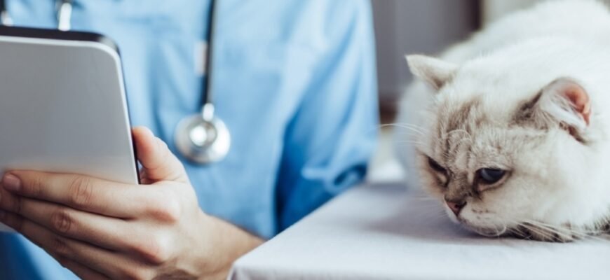 Кашель у кота: причини, симптоми та методи лікування