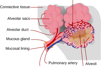 Альвеоли: Структура, функції та значення для дихальної системи