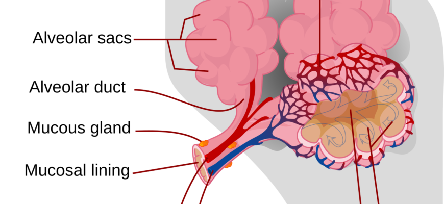 Альвеоли: Структура, функції та значення для дихальної системи