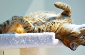 Топ-10 порід кішок для дому