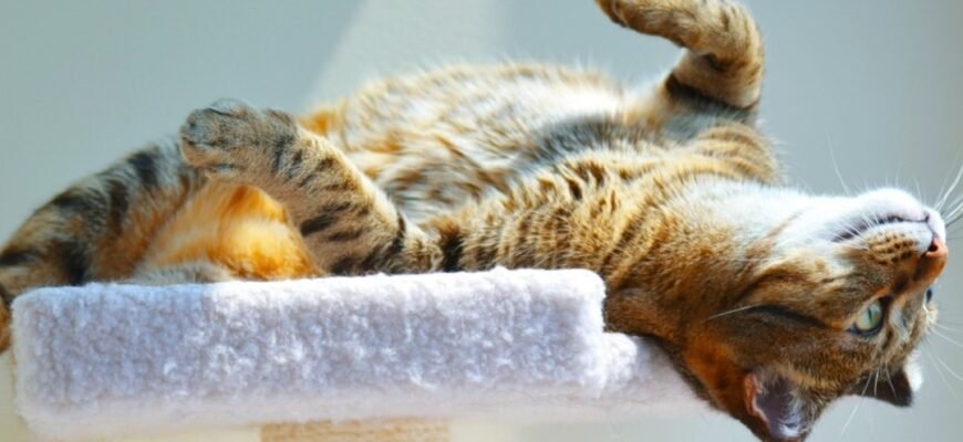 Топ-10 порід кішок для дому