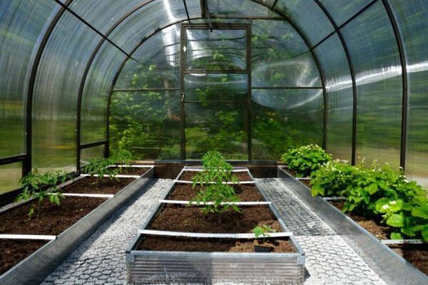 Як створити ідеальні грядки в теплиці: поради та інструкції