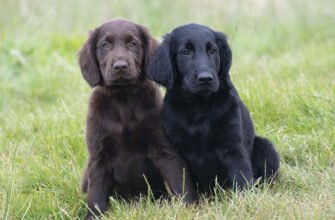 Цікаві факти про собак