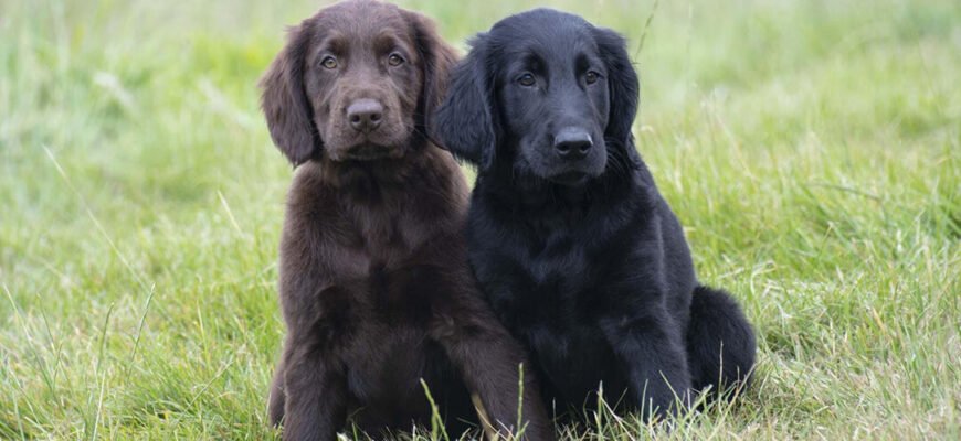 Цікаві факти про собак Цікаві факти про собак