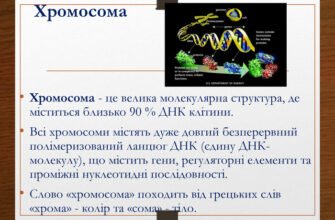 Хромосома: структура, функції та значення у спадковості людини