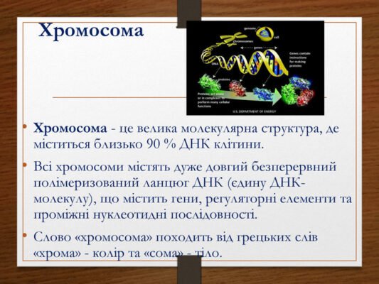 Хромосома: структура, функції та значення у спадковості людини