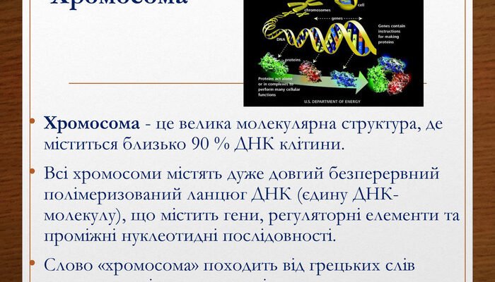 Хромосома: структура, функції та значення у спадковості людини