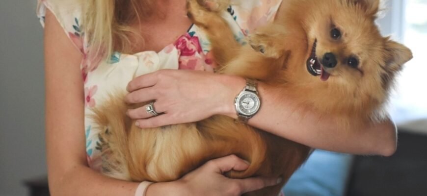 Породи собак для квартири. Топ-8 порід