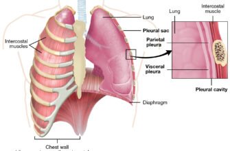 Плевральна порожнина: будова, функції та захворювання легень
