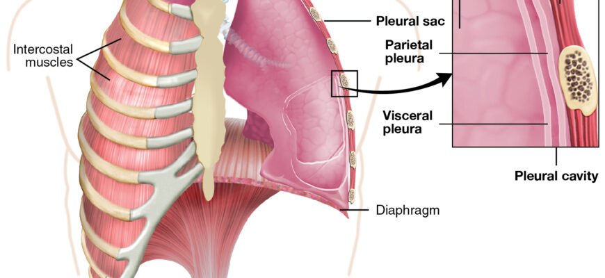 Плевральна порожнина: будова, функції та захворювання легень