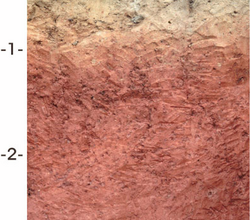 Все про суглинки: властивості та використання в садівництві