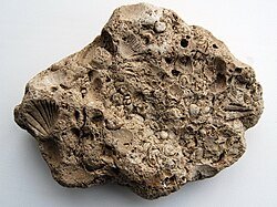 Вапняк черепашник: властивості та використання в будівництві