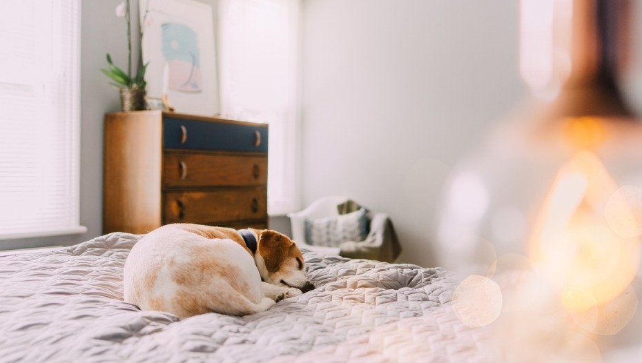 Собака спить на ліжку