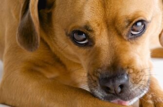 Температура у собак: яка норма є здоровою та як правильно її виміряти