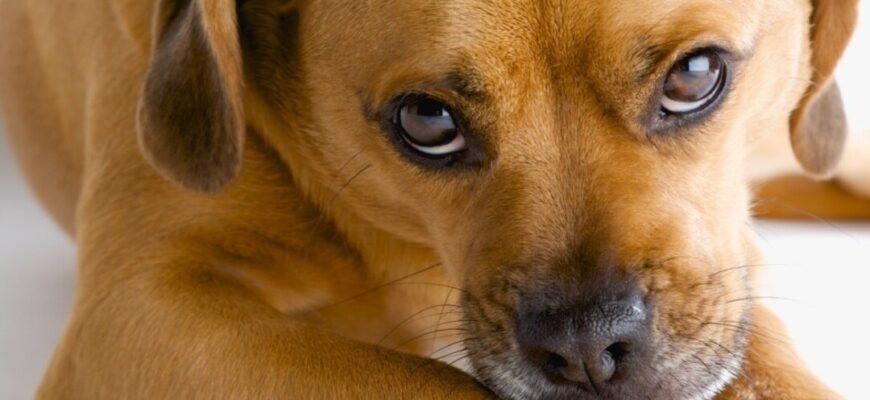 Температура у собак: яка норма є здоровою та як правильно її виміряти