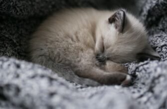 Вага кошеняти: етапи розвитку та норми від народження до року