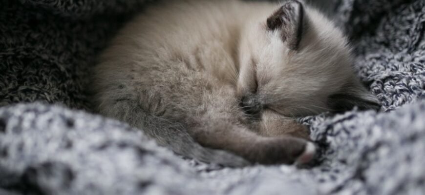 Вага кошеняти: етапи розвитку та норми від народження до року