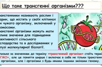 Трансгенний організм: що це таке і яку роль він відіграє в науці