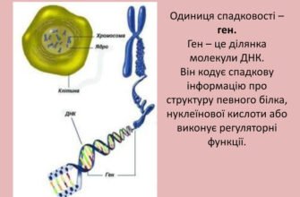 Ген – це ключ до розуміння спадковості та еволюції життя на Землі