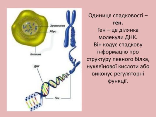 Ген – це ключ до розуміння спадковості та еволюції життя на Землі Ген – це ключ до розуміння спадковості та еволюції життя на Землі