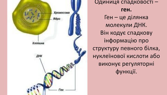 Ген – це ключ до розуміння спадковості та еволюції життя на Землі