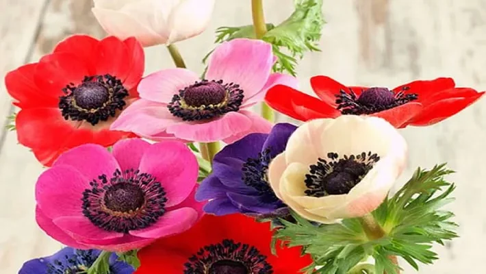 Вирощування анемон: секрети успішного догляду за цією квіткою