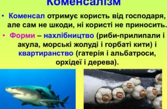 Коменсалізм: Взаємовигідні відносини без шкоди для організму-хазяїна