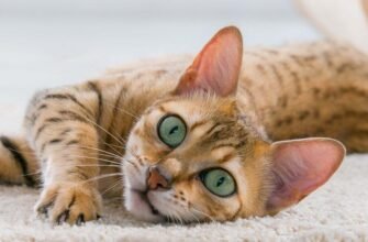 5 причин, чому коти нявкають