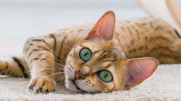 5 причин, чому коти нявкають