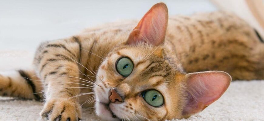 5 причин, чому коти нявкають