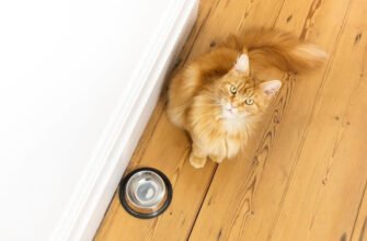 5 порад для догляду за кишечником вашої кішки