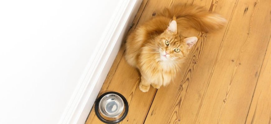 5 порад для догляду за кишечником вашої кішки